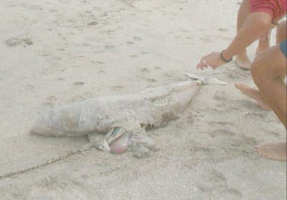 Delfin eşuat pe plaja din dreptul Hotelului Parc